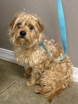 Jonesie -  Shih Tzu and Yorkshire Terrier Dog for Adoption in Bolivar, Missouri - Jonesie | PetCurious