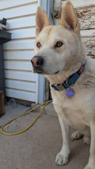 Benny -  Husky and Akita Dog for Adoption in Thornton, Colorado - Benny | PetCurious
