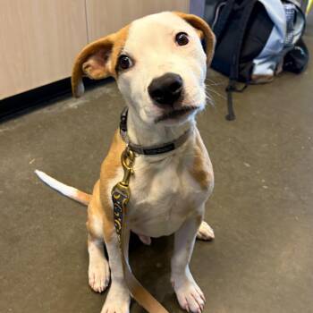 Crisco -  Shepherd Dog for Adoption in Wilmington, Delaware - Crisco | PetCurious