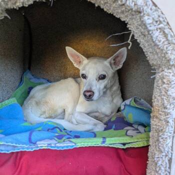 Terrier Dogs Available for Adoption in Graham, Washington - MAISIE | PetCurious