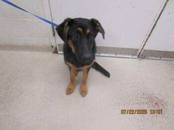 Traviesa (826) -  German Shepherd Dog Dog for Adoption in Marietta, Georgia - Traviesa (826) | PetCurious