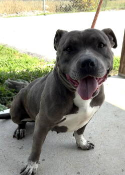Rescue American Bulldog Dogs for Adoption in Crossville, Tennessee - HONEY BEAR | PetCurious