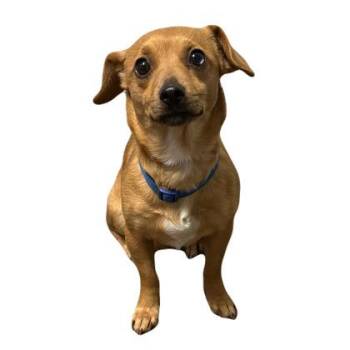 Little Tippee -  Terrier Dog for Adoption in Red Bluff, California - Little Tippee | PetCurious