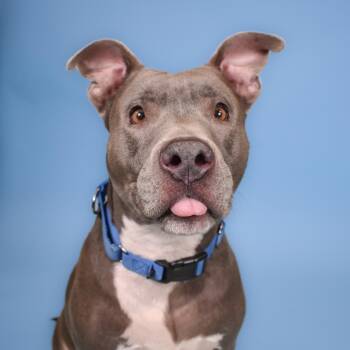 Terrier and American Bulldog Dogs Available for Adoption in West Palm Beach, Florida - Kobi | PetCurious