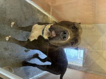 Rescue Cane Corso Dogs for Adoption in Ontario, Ohio - Marsh | PetCurious