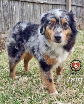 Australian Shepherd Dogs Available for Adoption - Jersey | PetCurious
