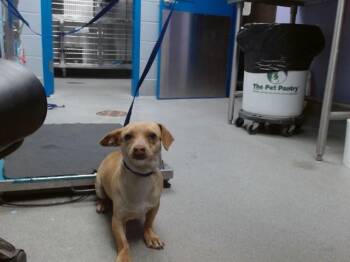 Chihuahua and Dachshund Dogs Available for Adoption - DAISY | PetCurious