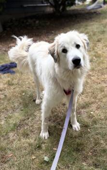 Rescue Great Pyrenees Dogs for Adoption in Milford, Connecticut - Sunny | PetCurious