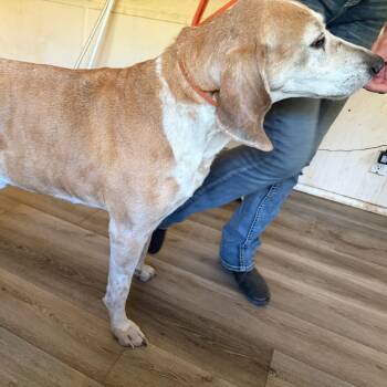 Reggie -  Redbone Coonhound and Hound Dog for Adoption in Corvallis, Oregon - Reggie | PetCurious