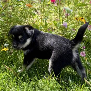 Grizzy -  Mixed Breed Dog for Adoption in Sonoma, California - Grizzy | PetCurious