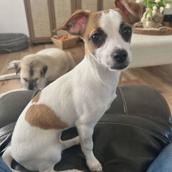 Mixed Breed Dogs Available for Adoption - Jilly | PetCurious