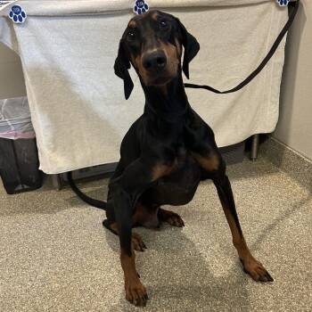 Aries -  Doberman Pinscher Dog for Adoption in San Gabriel, California - Aries | PetCurious
