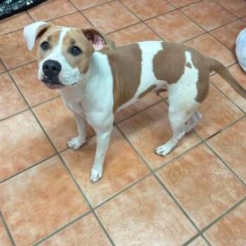 Catniss -  Pit Bull Terrier and Mixed Breed Dog for Adoption in Dover, Arkansas - Catniss | PetCurious