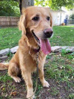 Rescue Golden Retriever Dogs for Adoption in Waterville, Ohio - Mystic | PetCurious