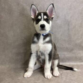 1220 (2026) Maddox -  Siberian Husky and Shepherd Dog for Adoption in Parker, Colorado - 1220 (2026) Maddox | PetCurious