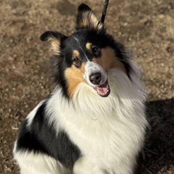 Rough Collie Dogs Available for Adoption - Dixie | PetCurious