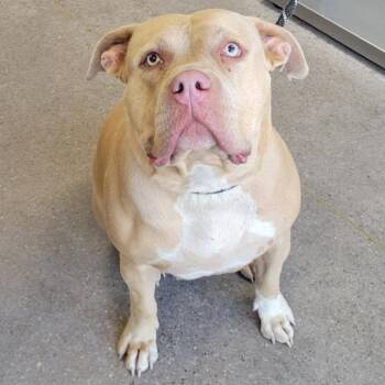Baby -  Mixed Breed Dog Available for Adoption in Las Cruces, New Mexico - Baby | PetCurious
