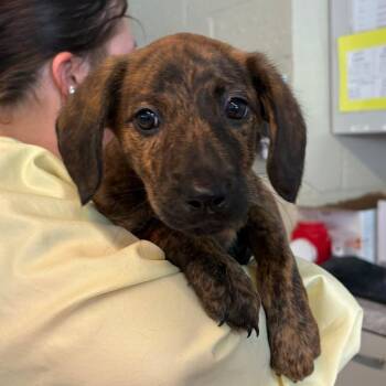 Mixed Breed Dogs Available for Adoption in Huntington, West Virginia - Sophia | PetCurious