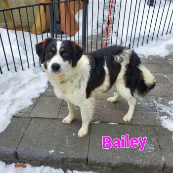 Border Collie and Mixed Breed Dogs Available for Adoption in Blairstown, New Jersey - Bailey | PetCurious