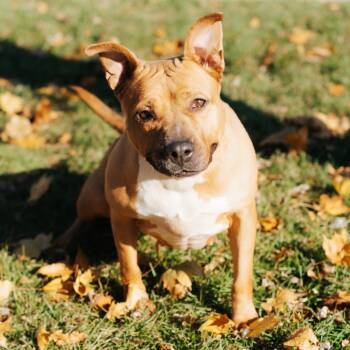 Rescue Pit Bull Terrier Dogs for Adoption in Northbrook, Illinois - Grapes In A Vineyard | PetCurious