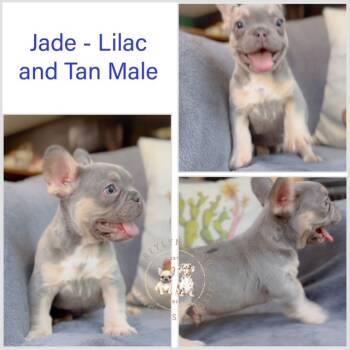 French Bulldog Dogs Available for Sale in Newark, Texas - Jade | PetCurious