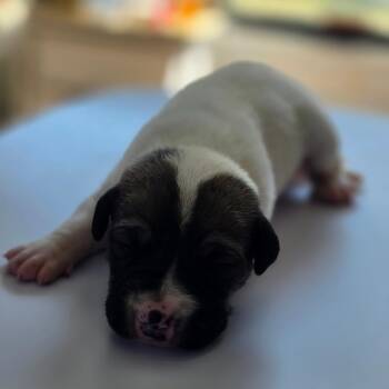 Evangeline -  Pit Bull Terrier and Mixed Breed Dog for Adoption in Chapel Hill, North Carolina - Evangeline | PetCurious