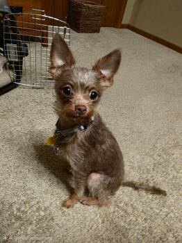 Yorkshire Terrier Dogs Available for Adoption - Remi | PetCurious