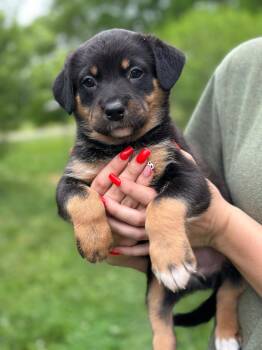 Black Mouth Cur Dogs Available for Adoption in Byrdstown, Tennessee - Brad | PetCurious