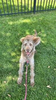 RILEY-FOSTERED IN NJ -  Goldendoodle and Labrador Retriever Dog for Adoption in Fosters, Alabama - RILEY-FOSTERED IN NJ | PetCurious