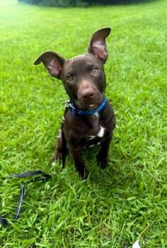 Tater Tot -  Labrador Retriever Dog for Adoption in Mazon, Illinois - Tater Tot | PetCurious