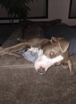 Luna 2.0 -  Pit Bull Terrier Dog for Adoption in Thornton, Colorado - Luna 2.0 | PetCurious
