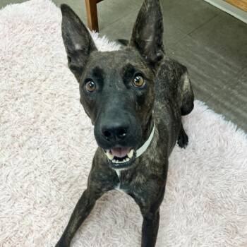 Mitzi -  Belgian Shepherd Malinois and Dutch Shepherd Dog for Adoption in Birmingham, Alabama - Mitzi | PetCurious