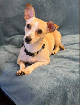Poppers -  Chihuahua and Terrier Dog for Adoption in Fort Wayne, Indiana - Poppers | PetCurious