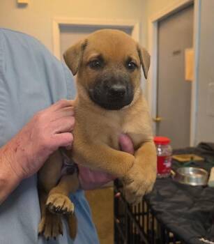 Labrador Retriever Dogs Available for Adoption in Liberty, Missouri - Alabama | PetCurious