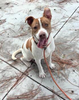 Rescue Mixed Breed Dogs for Adoption in Laurinburg, North Carolina - Harvey (25-D0433) | PetCurious