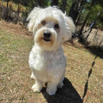 Maltese Dogs Available for Adoption - Mr. Bojangles | PetCurious
