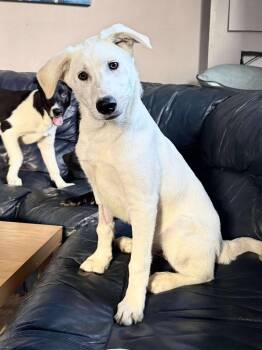 Rescue Mixed Breed Dogs for Adoption in Salisbury, Maryland - Apocalypse | PetCurious