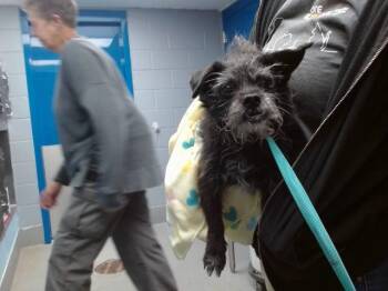 Scottish Terrier and Mixed Breed Dogs Available for Adoption in Albuquerque, New Mexico - CHAI | PetCurious