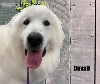 Great Pyrenees Dogs Available for Adoption - Duvall | PetCurious