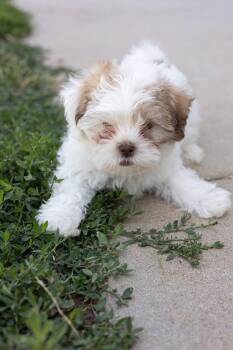 Emmett -  Mixed Breed Dog for Adoption in Longmont, Colorado - Emmett | PetCurious