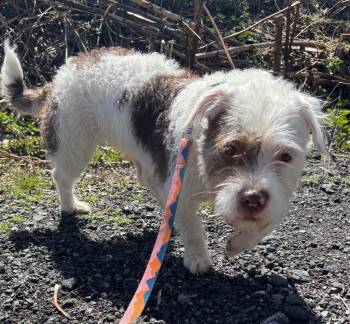 Bichon Frise and Mixed Breed Dogs Available for Adoption in Fall River, Massachusetts - Lady Luck | PetCurious