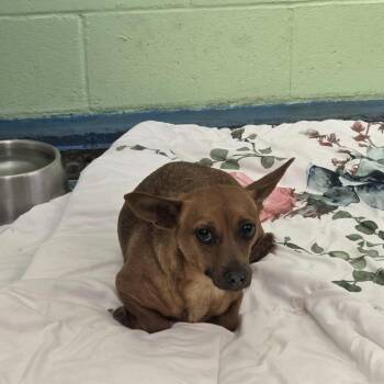 Wall-E -  Chihuahua Dog Available for Adoption in Pagosa Springs, Colorado - Wall-E | PetCurious