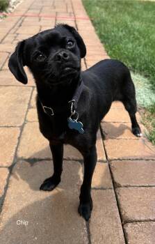 Chip CA -  Pug Dog for Adoption in Hillside, Illinois - Chip CA | PetCurious