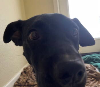 Rescue Pit Bull Terrier Dogs for Adoption in Chandler, Arizona - SAGE #3 | PetCurious