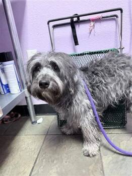 61136628 -  Schnauzer and Miniature Poodle Dog for Adoption in El Paso, Texas - 61136628 | PetCurious