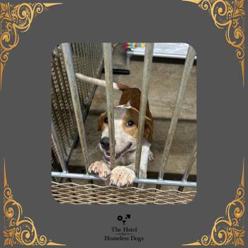 Homer -  Coonhound and Mixed Breed Dog for Adoption in Cumberland, Rhode Island - Homer | PetCurious