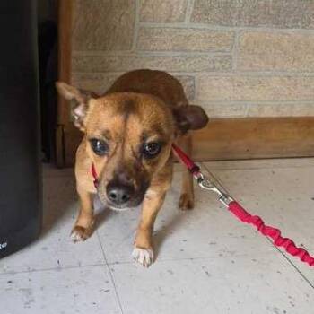 Parma Jawn -  Mixed Breed Dog for Adoption in Davenport, Iowa - Parma Jawn | PetCurious