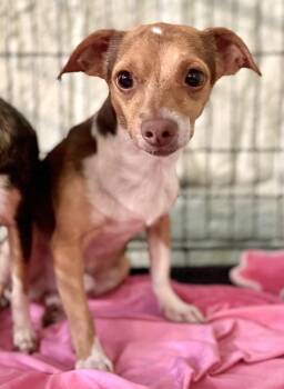 Cotton -  Chihuahua Dog for Adoption in Muskegon, Michigan - Cotton | PetCurious
