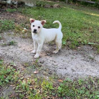 Mixed Breed Dogs Available for Adoption in Fredericksburg, Virginia - Tempo | PetCurious