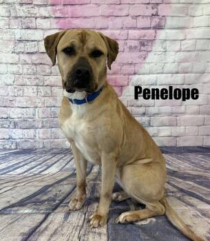 Labrador Retriever Dogs Available for Adoption in Quincy, Michigan - Penelope | PetCurious